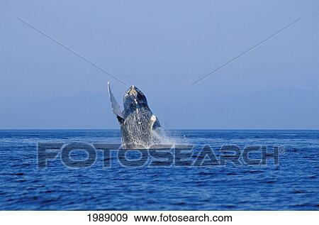 Stock Photo - Alaska, Inside Passage, Tongass National Forest, Humpback Whale Breaching.. Fotosearch