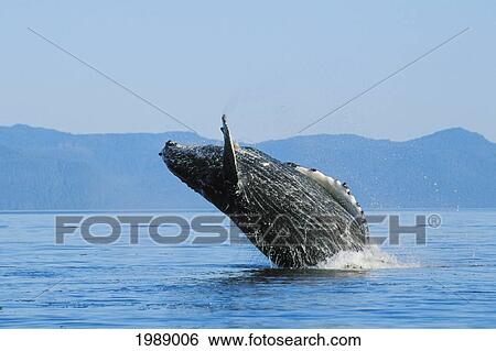 Alaska, Inside Passage, Tongass National Forest, Humpback Whale Breaching. View Large Photo Image Stock Photograph - Alaska, Inside Passage, Tongass National Forest, Humpback Whale Breaching.. Fotosearch