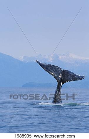 Stock Photography - Alaska, Inside Passage, Tongass National Forest, Fluke Of A Humpback Whale.. Fotosearch