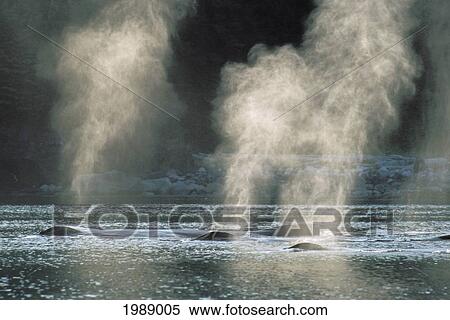 Alaska, Inside Passage, Tongass National Forest, Group Of Humpback Whales Surfacing. View Large Photo Image Stock Photography - Alaska, Inside Passage, Tongass National Forest, Group Of Humpback Whales Surfacing.. Fotosearch