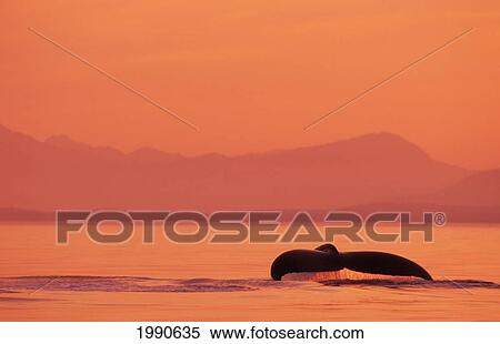 Stock Photography - Alaska, Inside Passage, Tongass National Forest, Fluke Of A Humpback Whale At Sunset.. Fotosearch