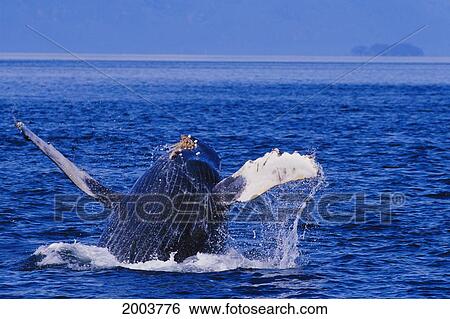 Stock Photograph - Alaska, Inside Passage, Underside View Humpback Whale (Megaptera Novaeangliae) Breaching Surface. Fotosearch