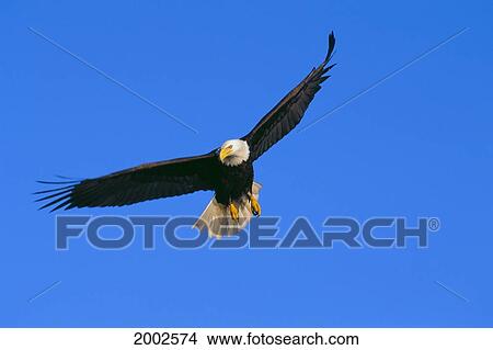 Alaska, Inside Passage, View Of A Bald Eagle In Flight, Hunting View Large Photo Image Picture - Alaska, Inside Passage, View Of A Bald Eagle In Flight, Hunting. Fotosearch
