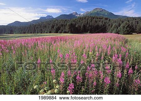 Picture - Alaska, Juneau, Admiralty Island, Tongass National Forest Wildflowers In Field.. Fotosearch