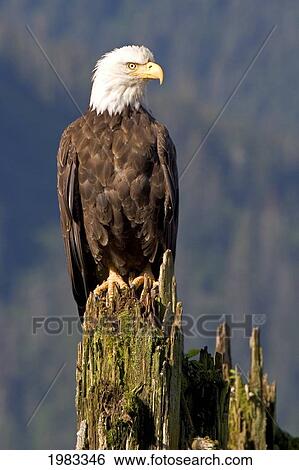 Stock Photograph - Alaska, Juneau, Bald Eagle (Haliaeetus Leucocephalus) Perched Upon An Old Piling.. Fotosearch