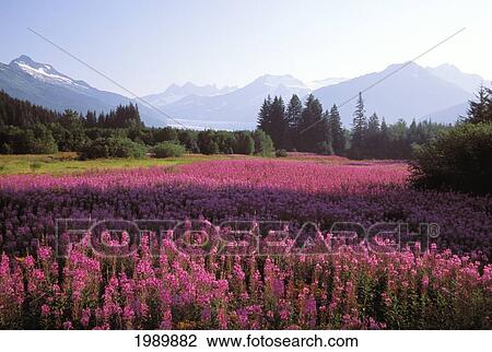 Alaska, Juneau, Mendenhall Valley, Tongass National Forest, Field Of Fireweed. View Large Photo Image Stock Image - Alaska, Juneau, Mendenhall Valley, Tongass National Forest, Field Of Fireweed.. Fotosearch