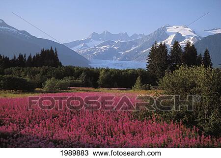 Stock Image - Alaska, Juneau, Mendenhall Valley, Tongass National Forest, Field Of Fireweed.. Fotosearch