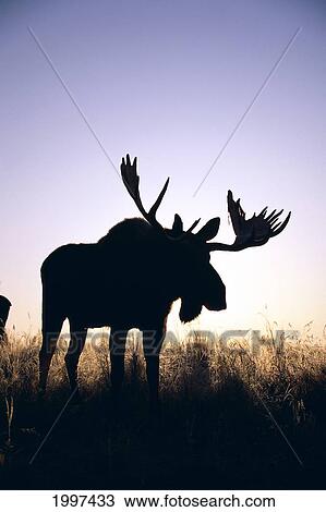 Alaska, Kenai National Wildlife Refuge, Moose Bull (Alces Alces) Silhouetted Backlit A50B View Large Photo Image Stock Image - Alaska, Kenai National Wildlife Refuge, Moose Bull (Alces Alces) Silhouetted Backlit A50B. Fotosearch