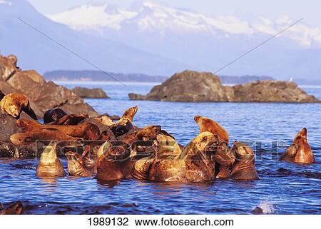 Stock Image - Alaska, Lynn Canal, Coast Range, Sea Lions Resting On Haulout.. Fotosearch