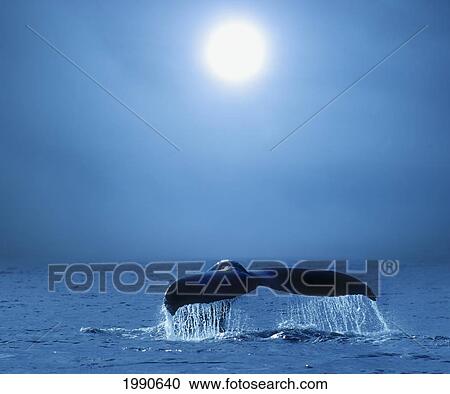 Alaska, Lynn Canal, Inside Passage, Whale Fluke On A Cold Afternoon. View Large Photo Image Stock Image - Alaska, Lynn Canal, Inside Passage, Whale Fluke On A Cold Afternoon.. Fotosearch