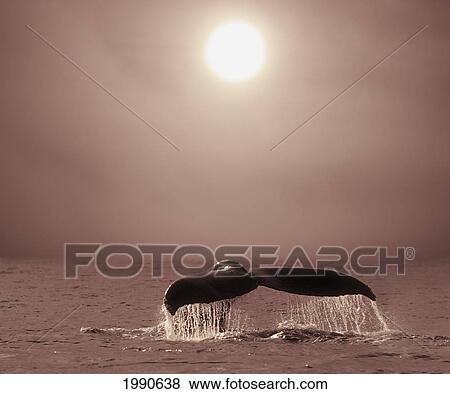 Alaska, Lynn Canal, Inside Passage, Whale Fluke On A Warm Afternoon. View Large Photo Image Stock Photo - Alaska, Lynn Canal, Inside Passage, Whale Fluke On A Warm Afternoon.. Fotosearch