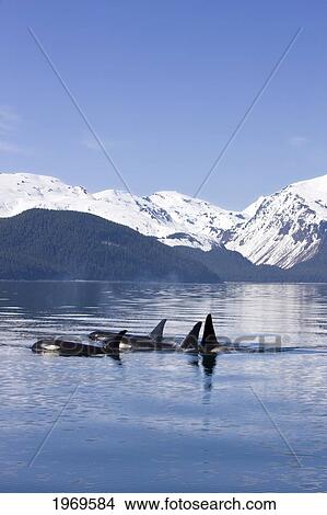 Picture - Alaska, Orca Whales (Killer Whales) Surface In Lynn Canal, Chilkat Mountains In The Distance, Inside Passage.. Fotosearch