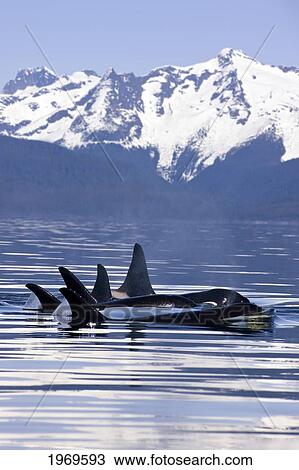 Stock Image - Alaska, Orca Whales (Killer Whales) Surface In Lynn Canal, Chilkat Mountains In The Distance, Inside Passage.. Fotosearch