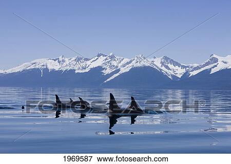 Stock Photo - Alaska, Orca Whales (Killer Whales) Surface In Lynn Canal, Chilkat Mountains In The Distance, Inside Passage.. Fotosearch