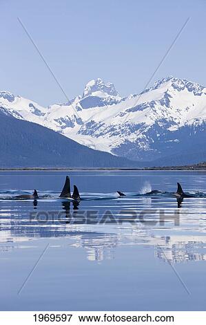 Stock Photo - Alaska, Orca Whales (Killer Whales) Surface In Lynn Canal, Chilkat Mountains In The Distance, Inside Passage.. Fotosearch
