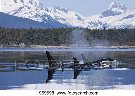Stock Photo - Alaska, Orca Whales (Killer Whales) Surface In Lynn Canal, Chilkat Mountains In The Distance, Inside Passage.. Fotosearch