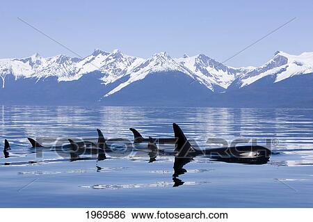 Stock Photograph - Alaska, Orca Whales (Killer Whales) Surface In Lynn Canal, Chilkat Mountains In The Distance, Inside Passage.. Fotosearch