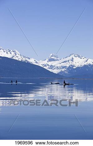Stock Photograph - Alaska, Orca Whales (Killer Whales) Surface In Lynn Canal, Chilkat Mountains In The Distance, Inside Passage.. Fotosearch