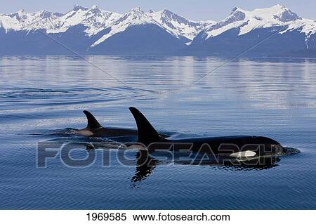 Stock Photography - Alaska, Orca Whales (Killer Whales) Surface In Lynn Canal, Chilkat Mountains In The Distance, Inside Passage.. Fotosearch