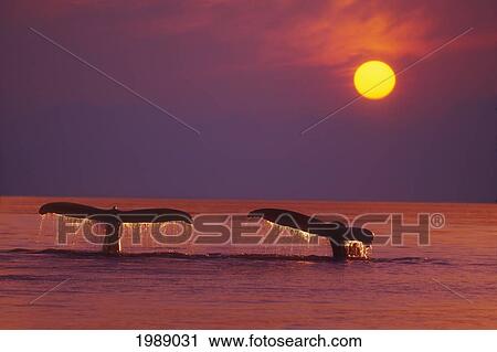 Alaska, Panhandle, Inside Passage. 2 Humpback Whales Fluke By A Fiery Sunset. View Large Photo Image Stock Image - Alaska, Panhandle, Inside Passage. 2 Humpback Whales Fluke By A Fiery Sunset.. Fotosearch