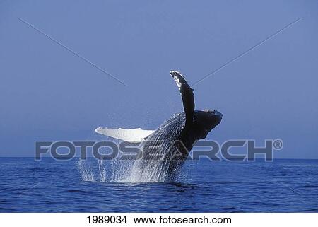 Alaska, Panhandle, Inside Passage, Humpback Whale Breaching. View Large Photo Image Picture - Alaska, Panhandle, Inside Passage, Humpback Whale Breaching.. Fotosearch