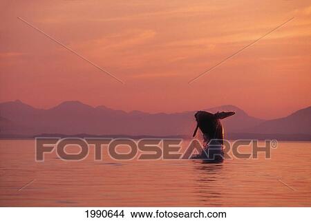 Alaska, Panhandle, Inside Passage, Humpback Whale Breaching At Sunset. View Large Photo Image Picture - Alaska, Panhandle, Inside Passage, Humpback Whale Breaching At Sunset.. Fotosearch