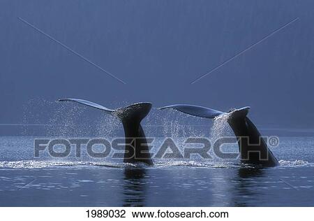 Stock Image - Alaska, Panhandle, Inside Passage, Fluke Of Two Humpback Whales.. Fotosearch