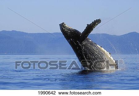 Stock Image - Alaska, Panhandle, Inside Passage, Humpback Whale Breaching.. Fotosearch