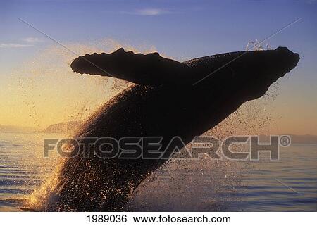 Stock Photograph - Alaska, Panhandle, Inside Passage, Humpback Whale Breaching At Sunset.. Fotosearch