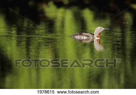 Stock Photography - Alaska, Red Throated Loon (Gavia Stellata) Swims On A Green Pond.. Fotosearch