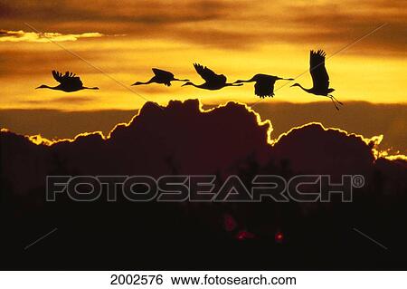 Alaska, Sandhill Crane (Grus Canadensis) Flying Above Clouds In Golden Sunset Sky View Large Photo Image Stock Photograph - Alaska, Sandhill Crane (Grus Canadensis) Flying Above Clouds In Golden Sunset Sky. Fotosearch