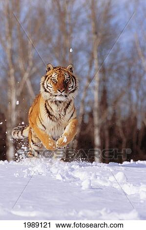 Alaska, Siberian Tiger (Panthera Tigris Altaica) Charging Through Winter Snow. View Large Photo Image Stock Image - Alaska, Siberian Tiger (Panthera Tigris Altaica) Charging Through Winter Snow.. Fotosearch