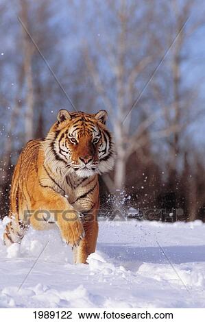 Alaska, Siberian Tiger (Panthera Tigris Altaica) Charging Through Winter Snow. View Large Photo Image Stock Image - Alaska, Siberian Tiger (Panthera Tigris Altaica) Charging Through Winter Snow.. Fotosearch