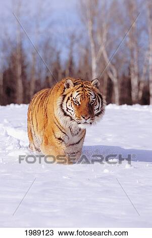 Stock Image - Alaska, Siberian Tiger (Panthera Tigris Altaica) Charging Through Winter Snow.. Fotosearch