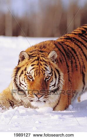 Stock Photo - Alaska, Siberian Tiger (Panthera Tigris Altaica) Stalking Prey In Deep Winter Snow.. Fotosearch