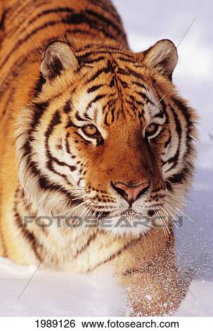 Stock Photograph - Alaska, Siberian Tiger (Panthera Tigris Altaica) Stalking Prey In Deep Winter Snow.. Fotosearch