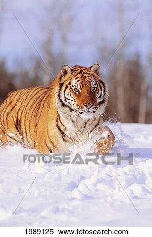 Stock Photography - Alaska, Siberian Tiger (Panthera Tigris Altaica) Stalking Prey In Deep Winter Snow.. Fotosearch