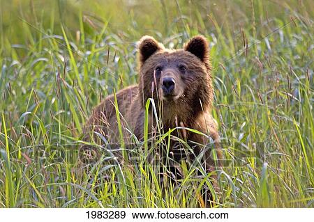 Stock Photo - Alaska, Sitka, Brown Bear (Ursus Arctos Sitkensis) In A Grassy Meadow.. Fotosearch