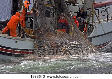 Stock Image - Alaska, Sitka, Commercial Seine Fisherman Loading Aboard A Net Full Of Chum And Pink Salmon.. Fotosearch