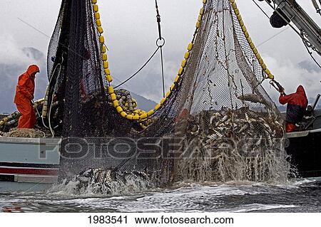 Stock Image - Alaska, Sitka, Commercial Seine Fisherman Loading Aboard A Net Full Of Chum And Pink Salmon.. Fotosearch