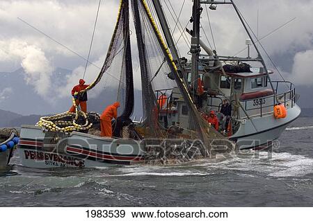 Alaska, Sitka, Commercial Seine Fisherman Loading Aboard A Net Full Of Chum And Pink Salmon. View Large Photo Image Stock Photo - Alaska, Sitka, Commercial Seine Fisherman Loading Aboard A Net Full Of Chum And Pink Salmon.. Fotosearch