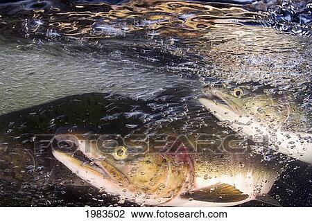 Stock Image - Alaska, Sitka, Pink Salmon (Oncorhynchus Gorbuscha) Swimming Up The Indian River To Spawn.. Fotosearch