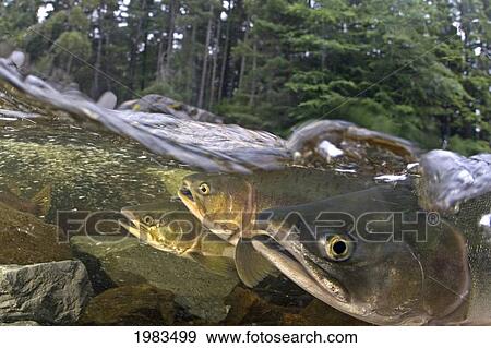 Stock Photo - Alaska, Sitka, Pink Salmon (Oncorhynchus Gorbuscha) Swimming Up The Indian River To Spawn.. Fotosearch