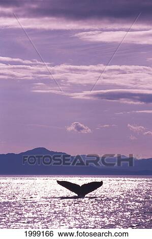 Alaska, Stephens Passage, Humpback Whale (Megaptera Novaeangliae) Fluke Sunrise B1978 View Large Photo Image Stock Photograph - Alaska, Stephens Passage, Humpback Whale (Megaptera Novaeangliae) Fluke Sunrise B1978. Fotosearch