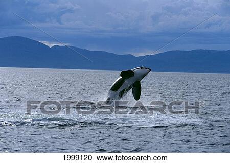 Stock Image - Alaska, Stephens Passage, Killer Whale (Orca Orcinus) Breach B1999. Fotosearch