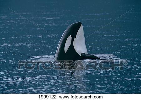 Stock Image - Alaska, Stephens Passage, Killer Whale (Orca Orcinus) Spy Hop B1998. Fotosearch