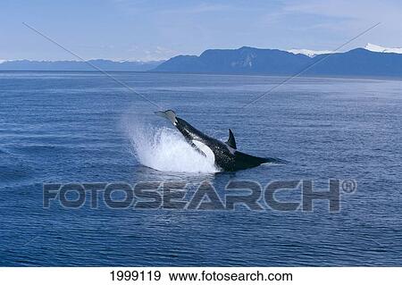 Alaska, Stephens Passage, Killer Whale (Orca Orcinus) Tail Lob, Side View B1991 View Large Photo Image Stock Photo - Alaska, Stephens Passage, Killer Whale (Orca Orcinus) Tail Lob, Side View B1991. Fotosearch