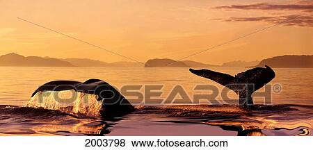 Stock Photo - Alaska, Stephens Passage, Two Humpback Whale (Megaptera Novaeangliae) Flukes Close-Up Misty Orange Sunset Sky Raised As Submerging Inside Passage. Fotosearch