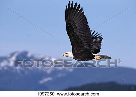 Stock Image - Alaska, Tongass National Forest, Bald Eagle In Flight, Gray Sky, Mountains Distance (Haliaeetus Leucocephalus) A52E. Fotosearch
