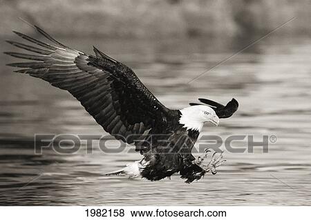 Stock Photo - Alaska, Tongass National Forest, Bald Eagle hunting herring along shoreline (black and white photograph). Fotosearch